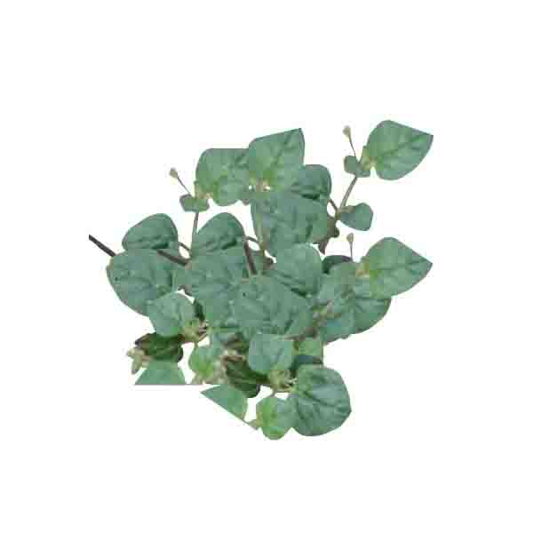 Organically grown Punarnava Leaves