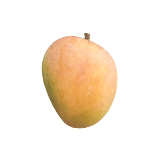 Alphonso Mango