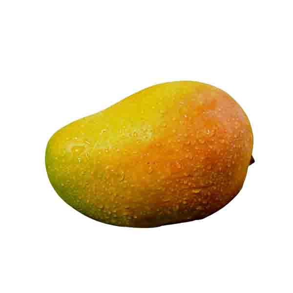 Organically grown Kesar Mango