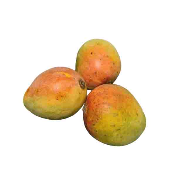 Organically grown Sindhura Mango