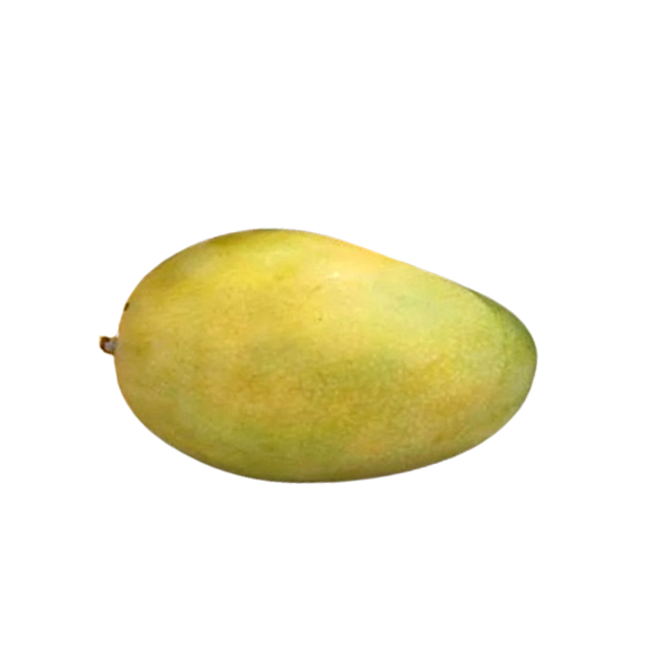 Organically grown Pedda Rasalu Mango
