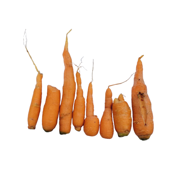 MisFit Carrot