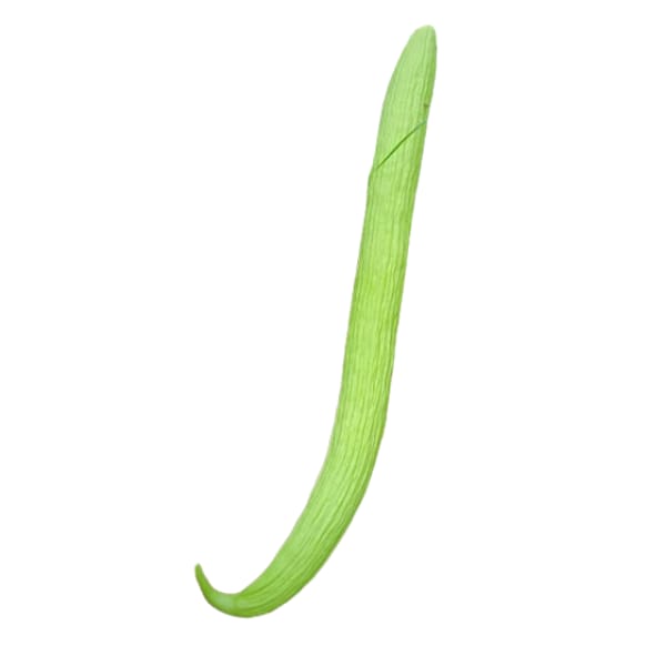 Kakdi (Armenian Cucumber)