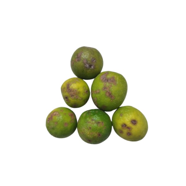 MisFit Lemon (8pcs - 11pcs)