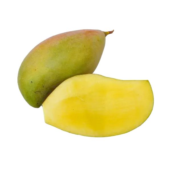 Organically Grown Raw Totapuri Mango