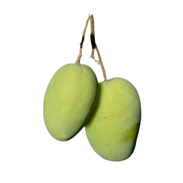 Dasheri Mango