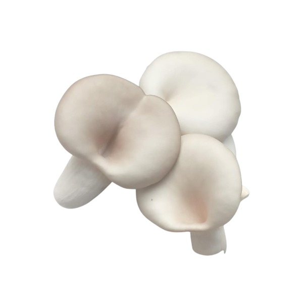 Organically Grown Grey Oyster Mushroom