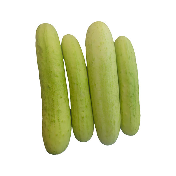 Organically Grown White Cucumber