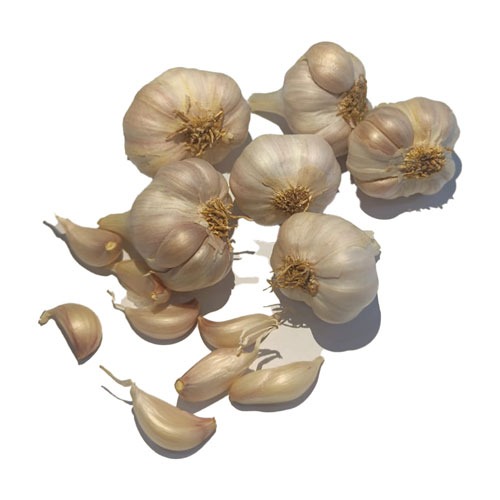 Organically grown Native Garlic