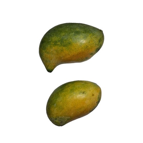 Organically Grown Kalapadi Mango