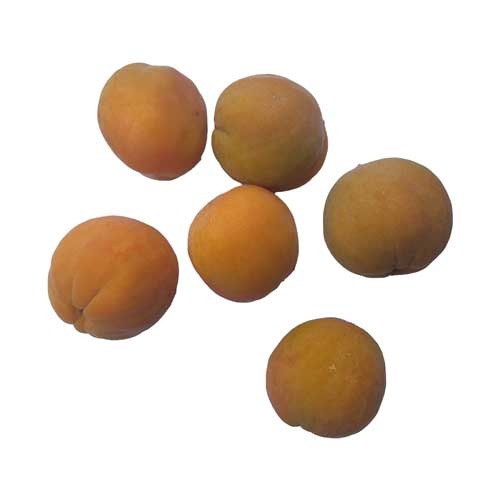 Apricot from Ladakh
